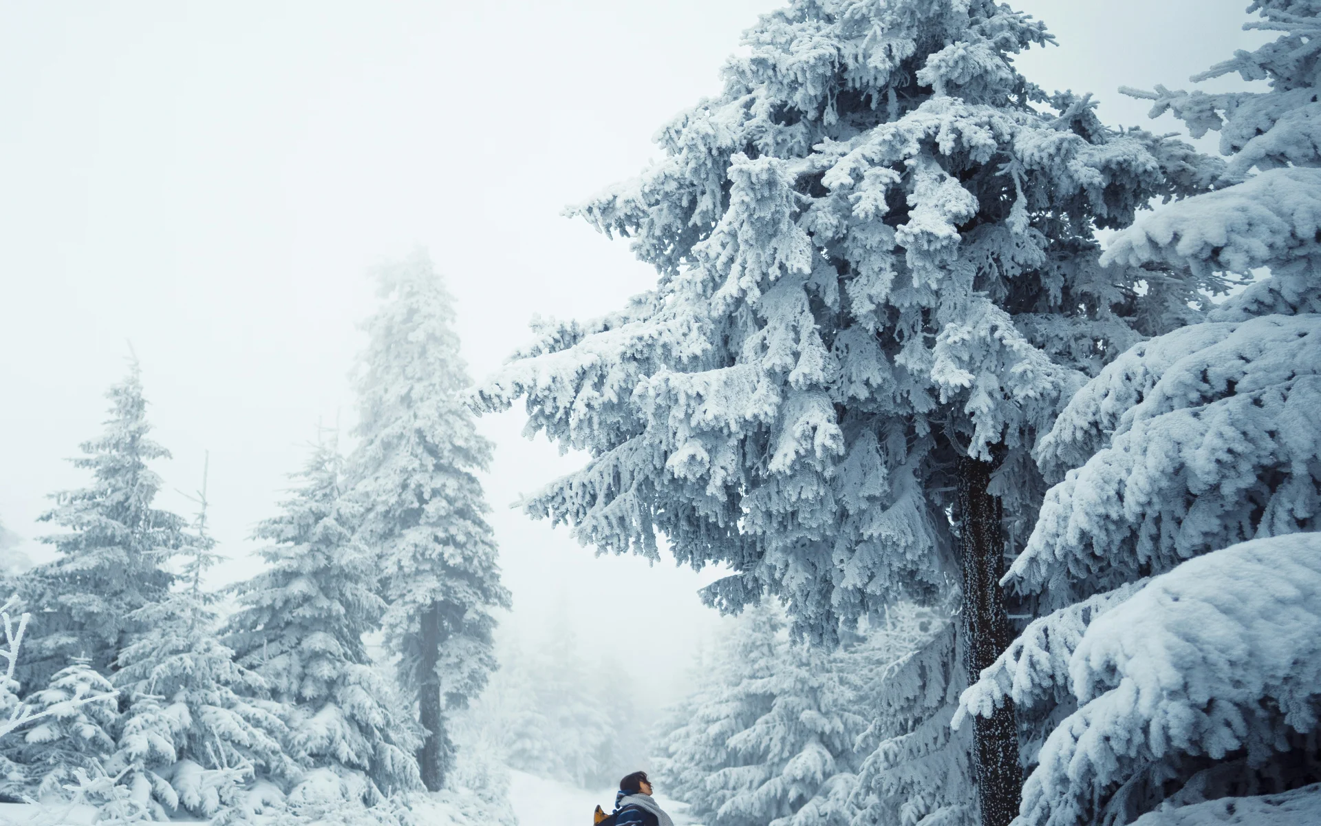 Person steht in verschneitem Wald mit großen, schneebedeckten Tannenbäumen