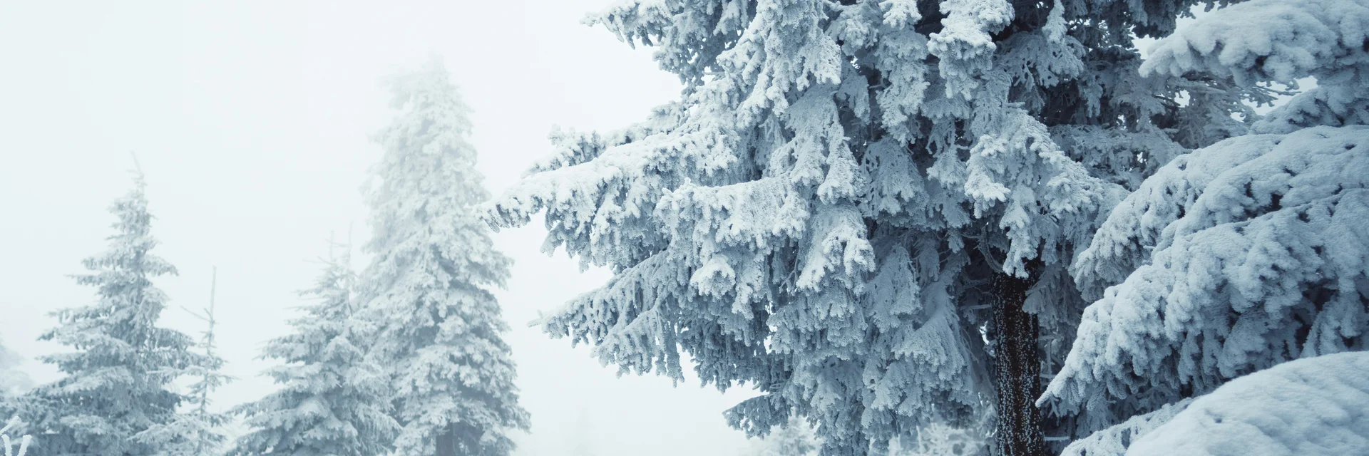 Person steht in verschneitem Wald mit großen, schneebedeckten Tannenbäumen