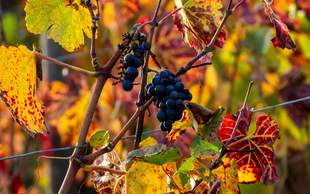 Rebzweig mit blauen Trauben und bunten Herbstblättern