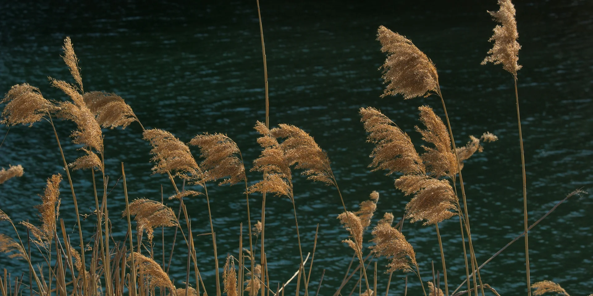 NILS am See: Wassersport am Neusiedler See