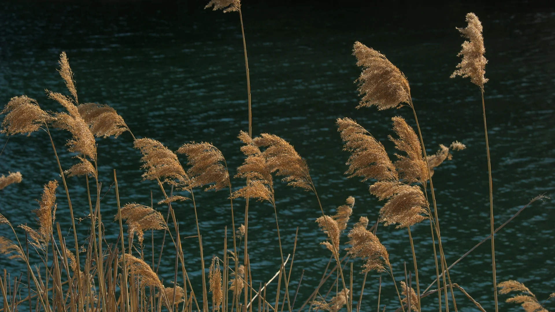 Adults-only-Hotel NILS am See am Nationalpark Neusiedler See