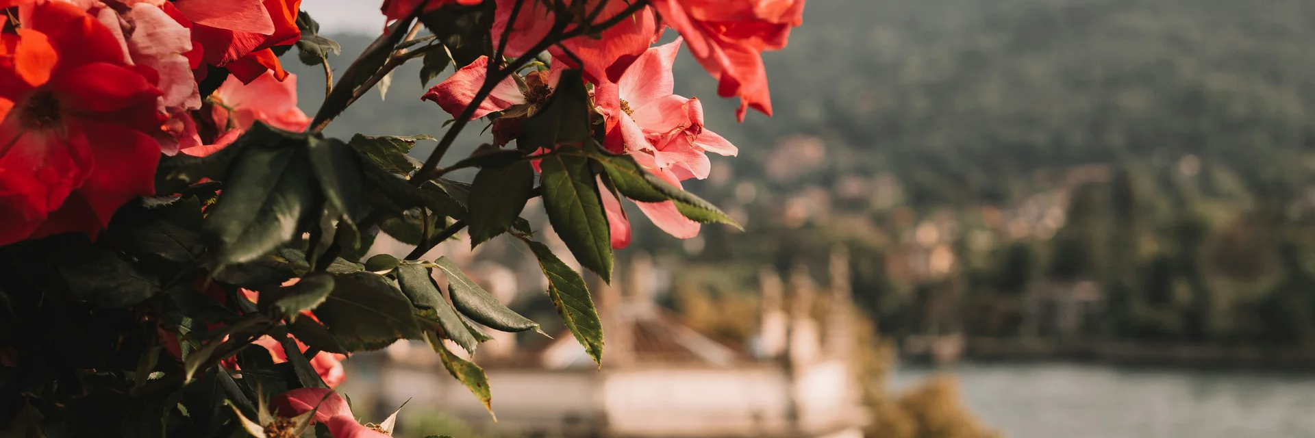 Rote Rosen am Geländer mit unscharfer Landschaft im Hintergrund