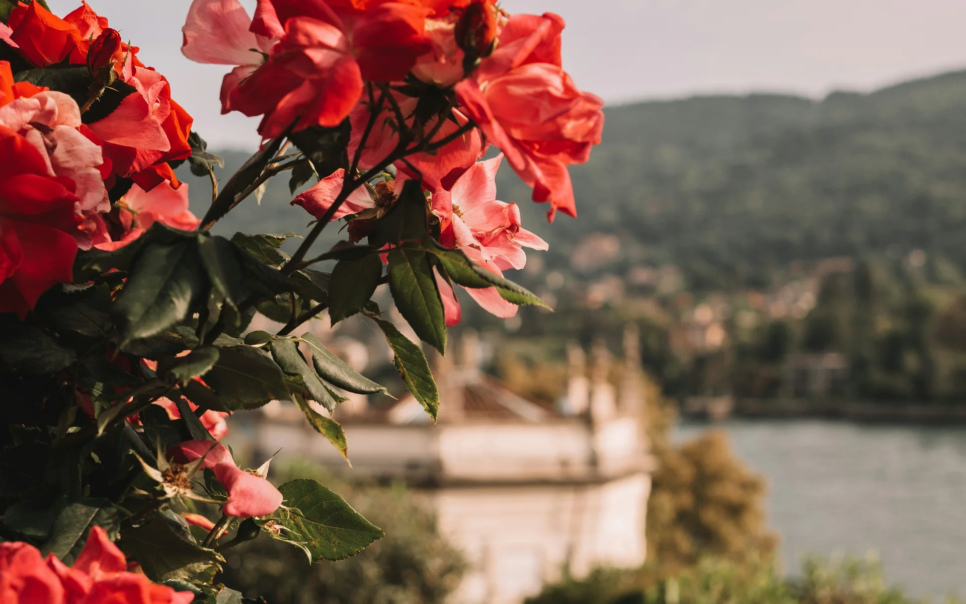 News aus dem NILS am See Rote Rosen am Geländer mit unscharfer Landschaft im Hintergrund