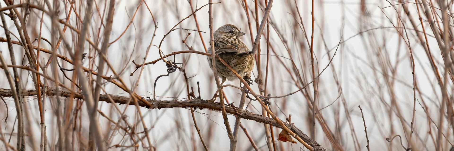 Winterliches Vogelparadies: Zugvögel am Neusiedler See Kleiner Vogel sitzt auf einem Ast zwischen dünnen, kahlen Zweigen