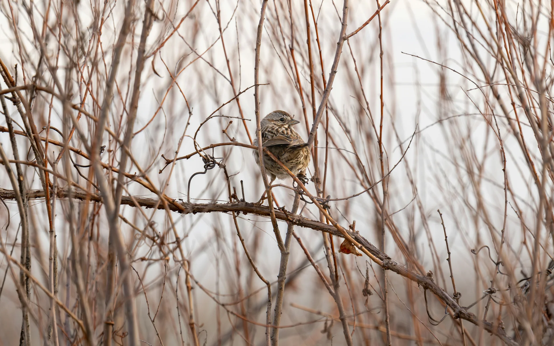 Kleiner Vogel sitzt auf einem Ast zwischen dünnen, kahlen Zweigen