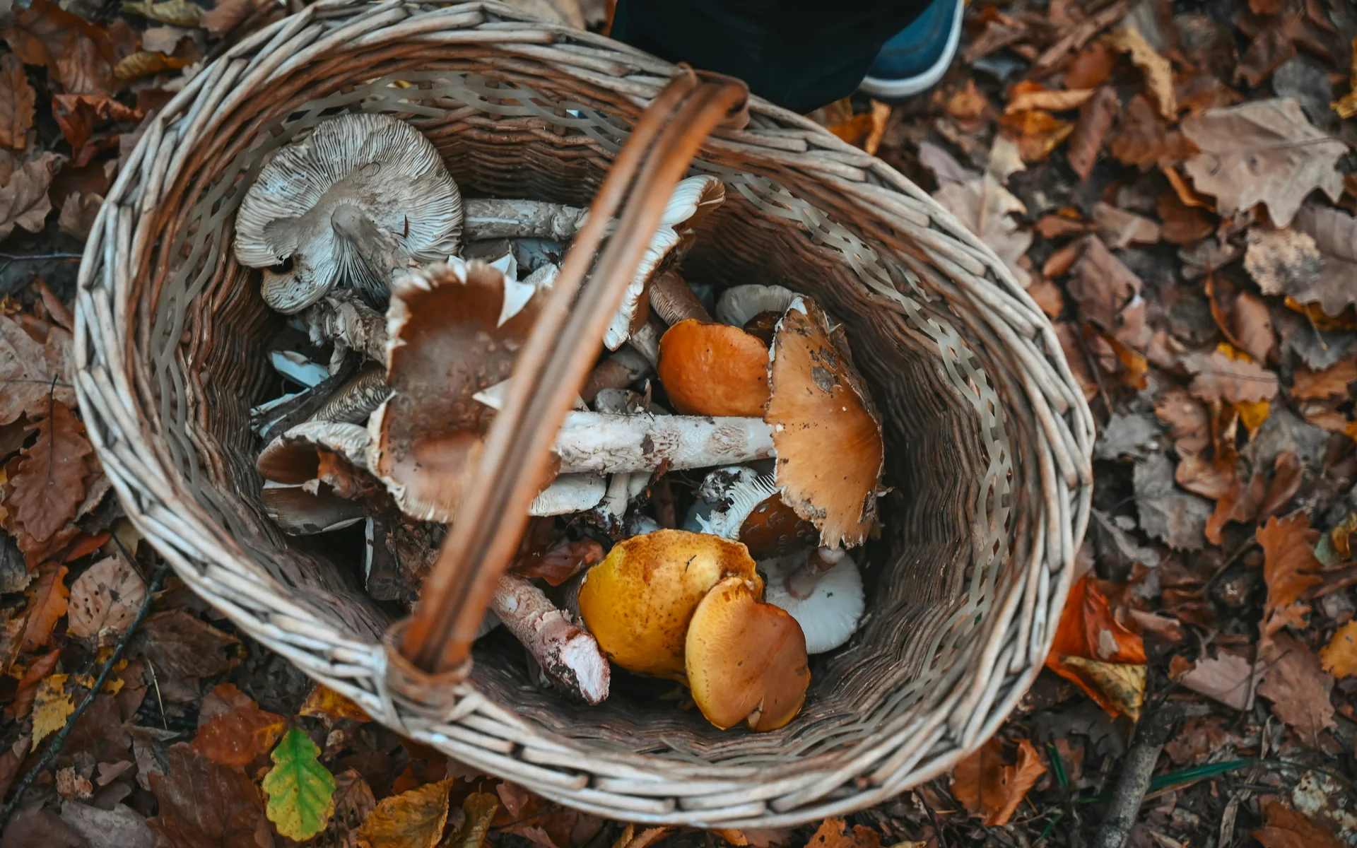Korb mit verschiedenen Pilzen auf herbstlichen Waldboden